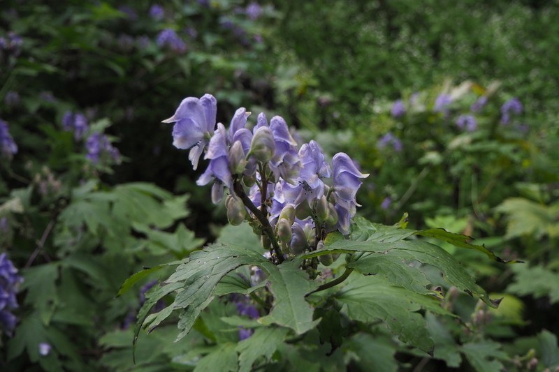 Aconitum jaluense