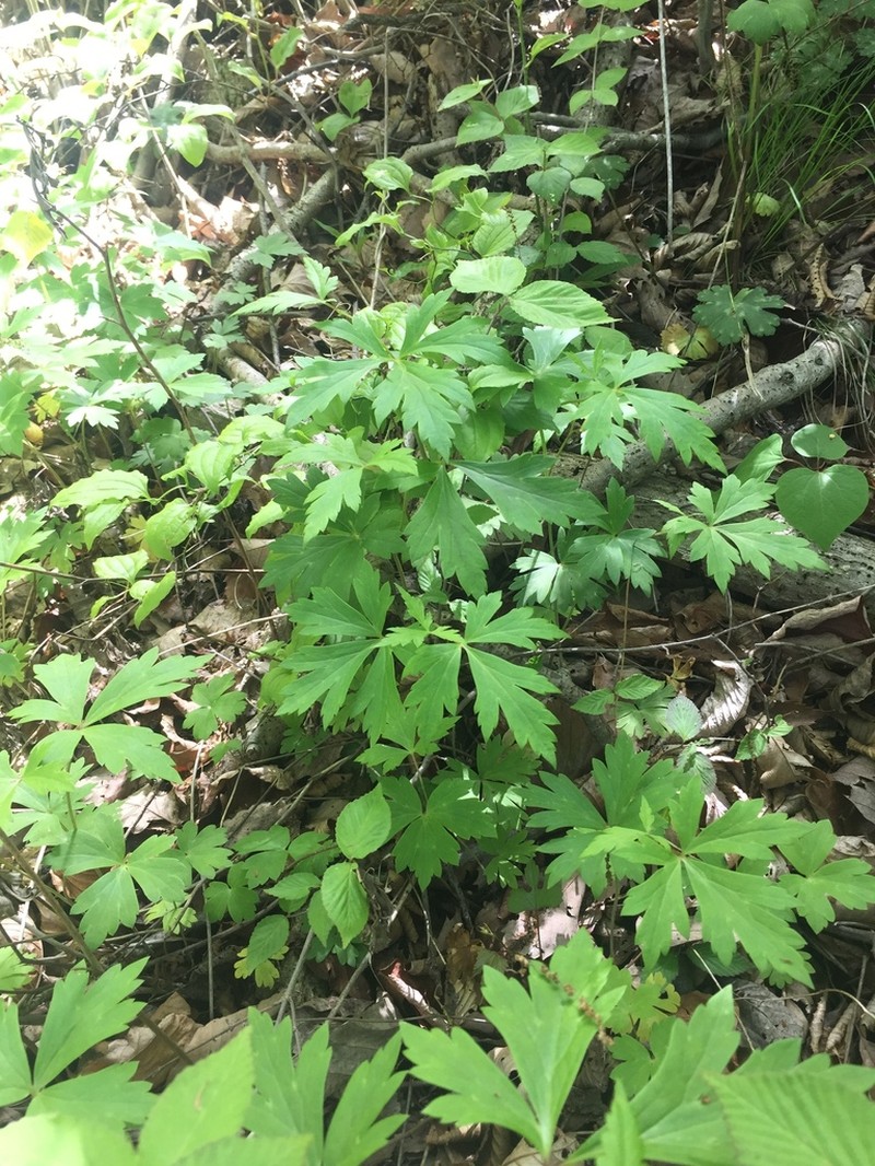 Aconitum jaluense photo 2