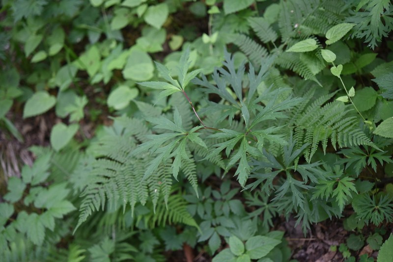 Aconitum jaluense photo 3