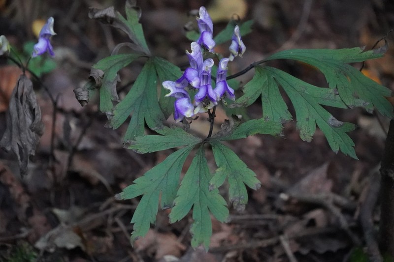 Aconitum jaluense photo 4