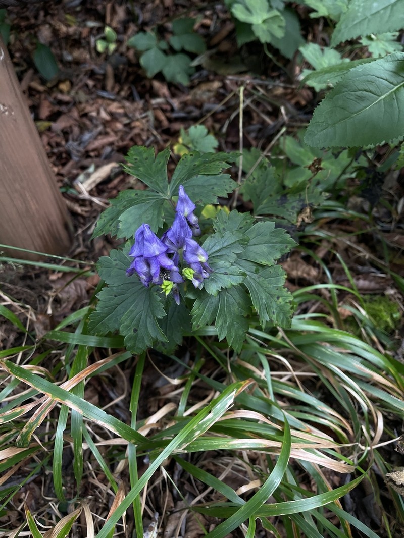 Aconitum jaluense photo 5