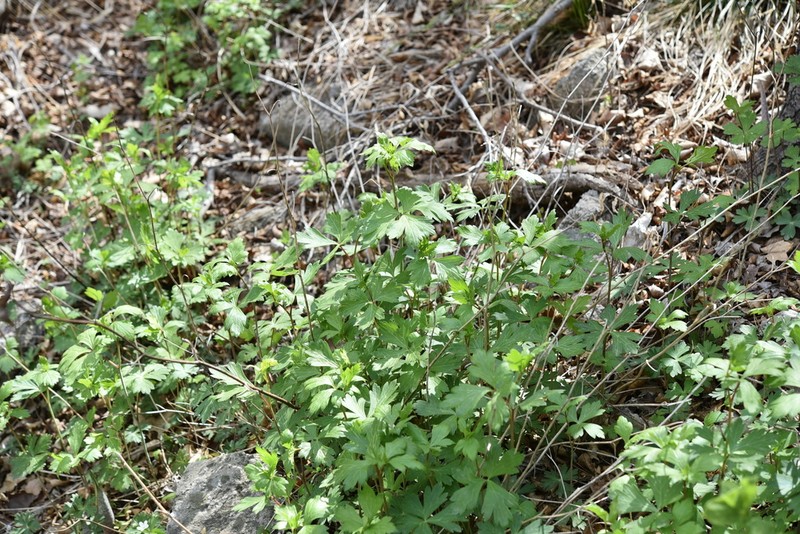 Aconitum jaluense photo 6