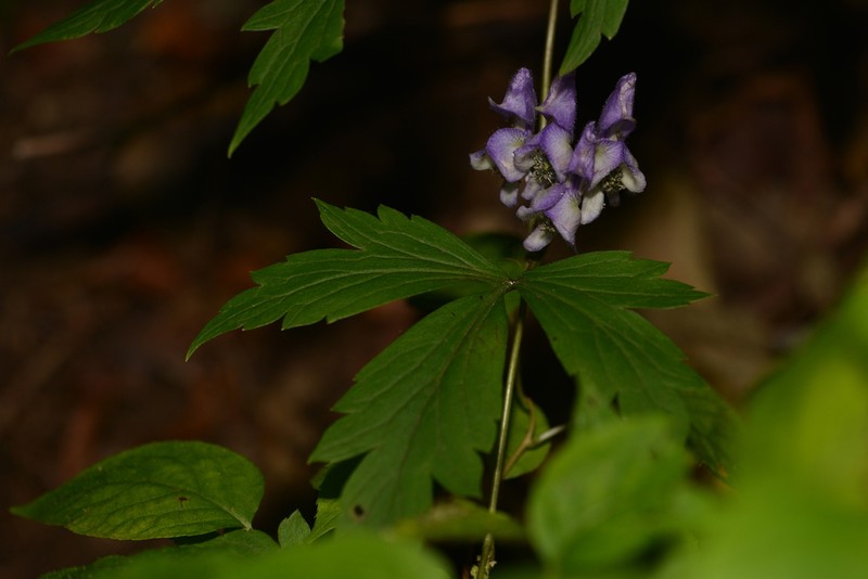 Aconitum jaluense photo 7