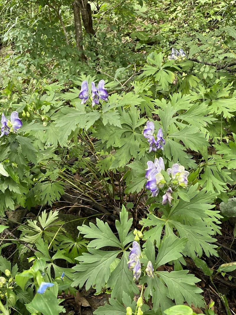 Aconitum jaluense photo 8