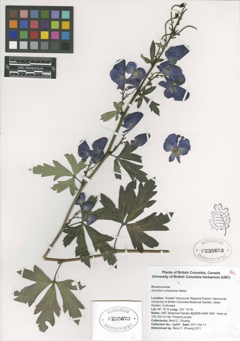 Aconitum jaluense subsp. jaluense