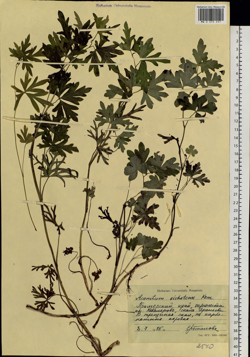 Aconitum jaluense subsp. jaluense photo 4