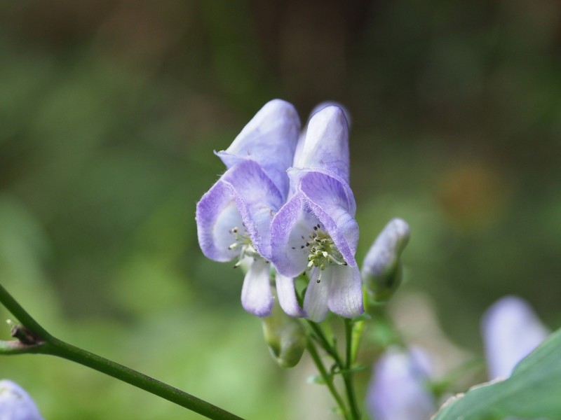 Aconitum japonicum