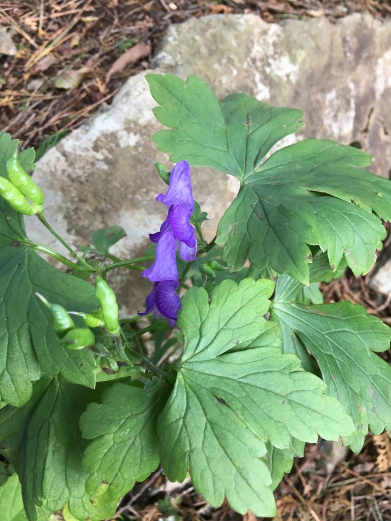Aconitum japonicum photo 2