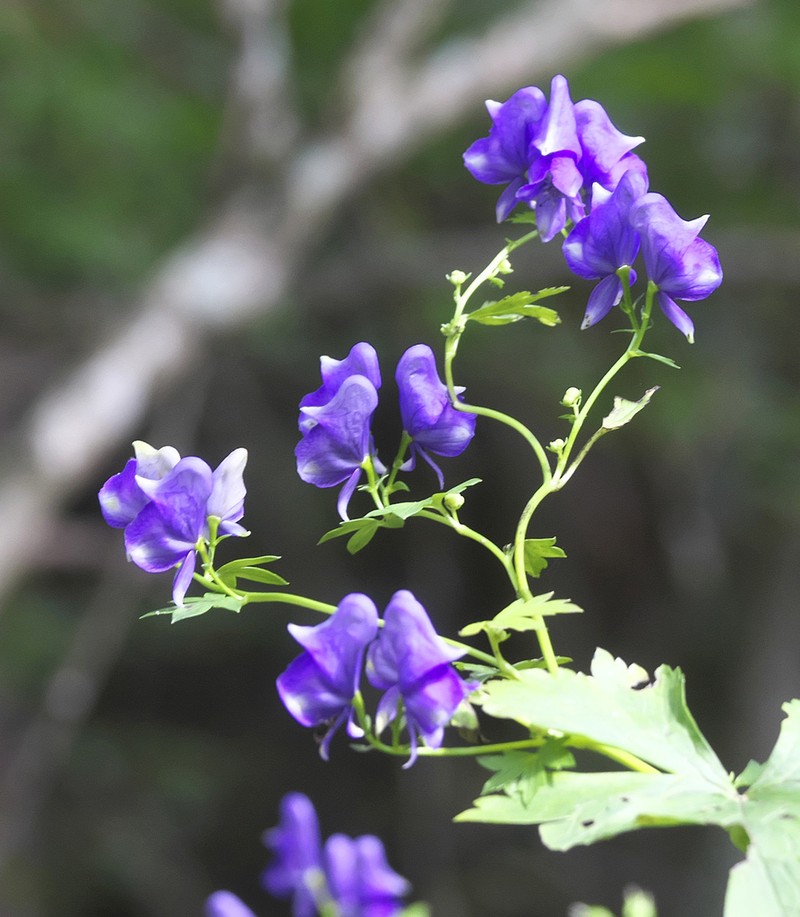 Aconitum japonicum photo 3
