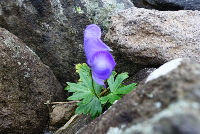 Aconitum japonicum photo 4