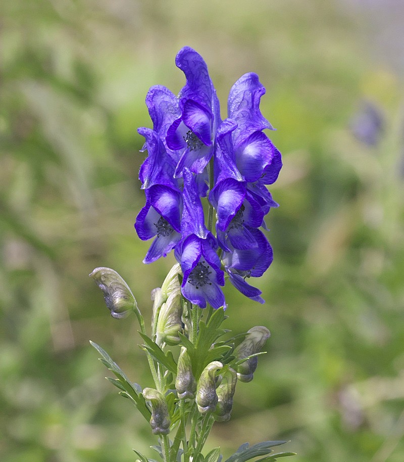 Aconitum japonicum photo 5