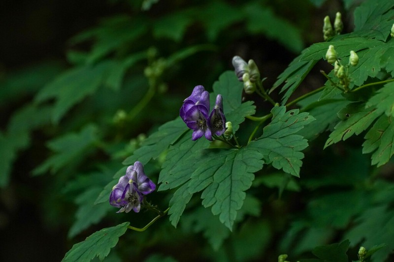 Aconitum japonicum photo 6