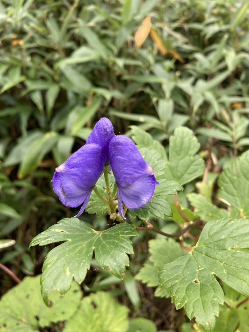 Aconitum japonicum photo 7