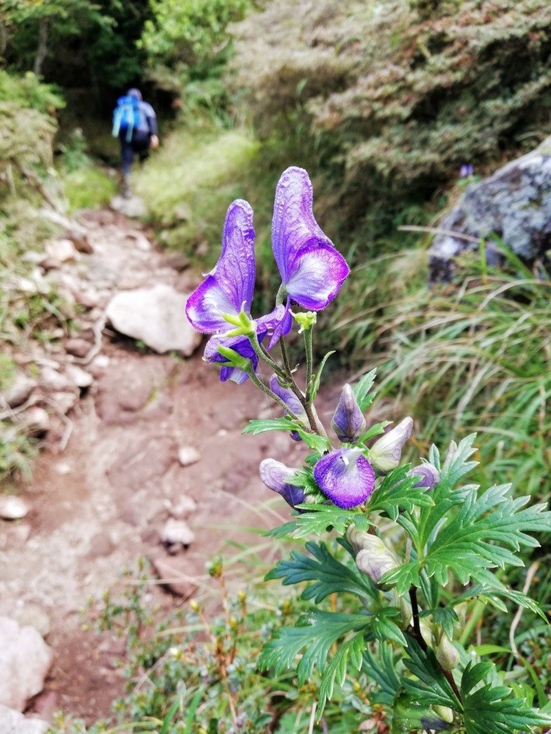 Aconitum japonicum photo 8
