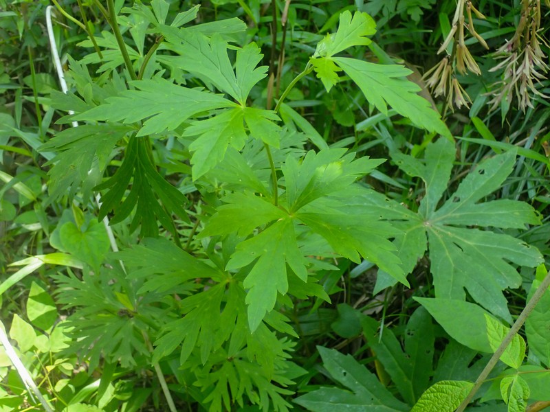 Aconitum japonicum subsp. japonicum