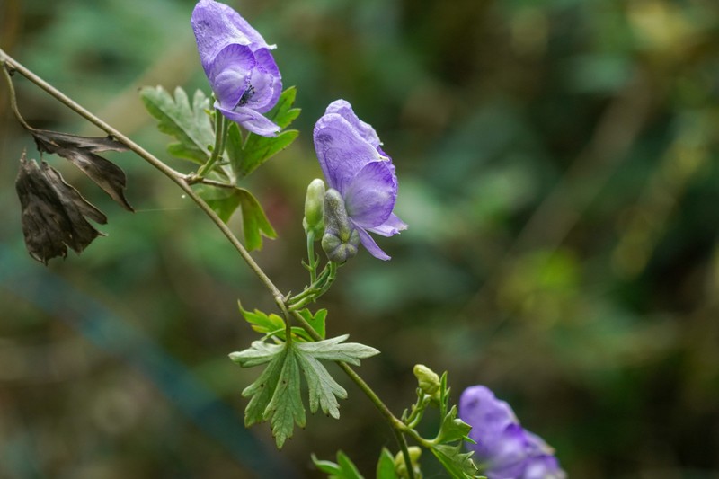 Aconitum japonicum subsp. japonicum photo 2