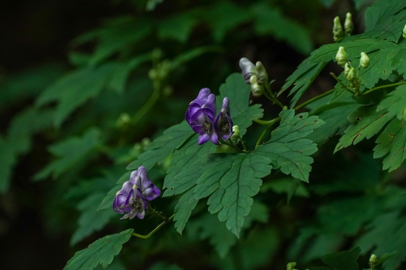 Aconitum japonicum subsp. japonicum photo 3