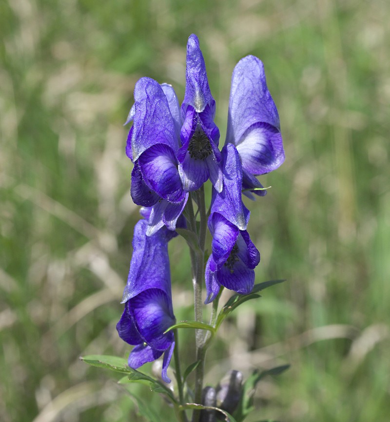 Aconitum japonicum subsp. japonicum photo 4