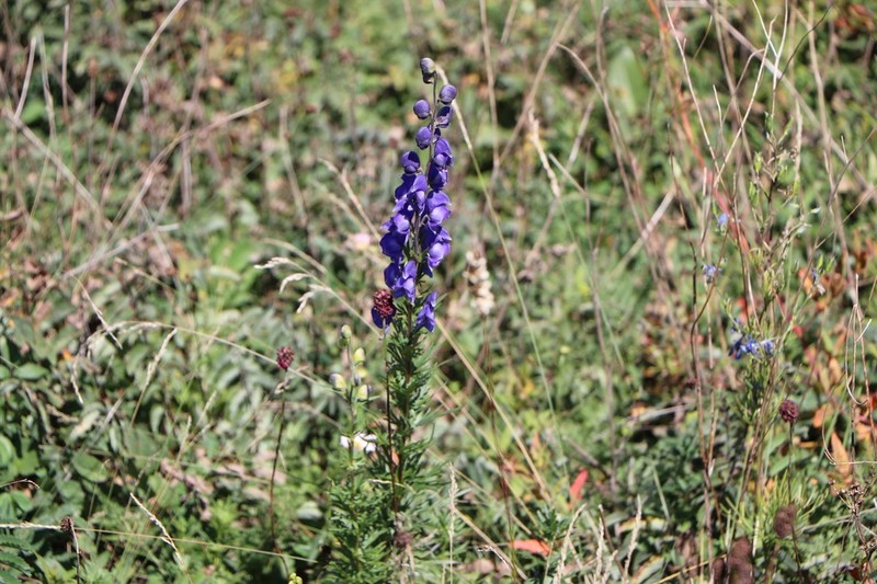 Aconitum jeholense