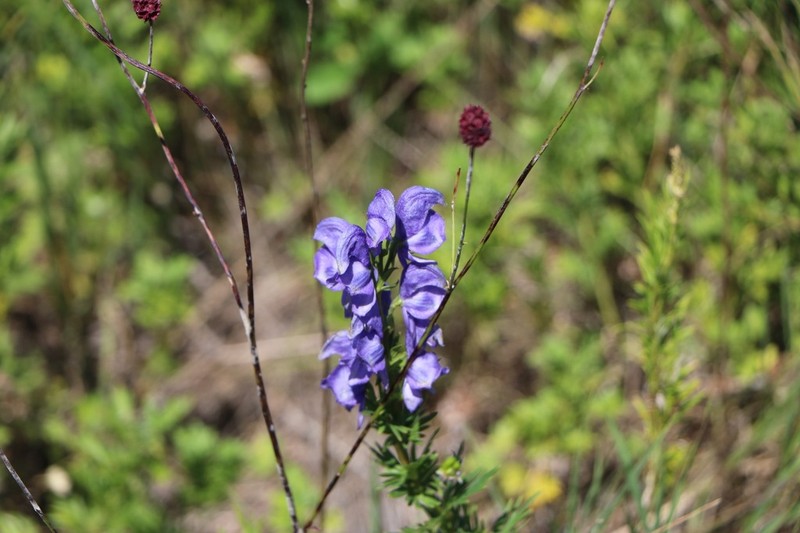 Aconitum jeholense photo 2