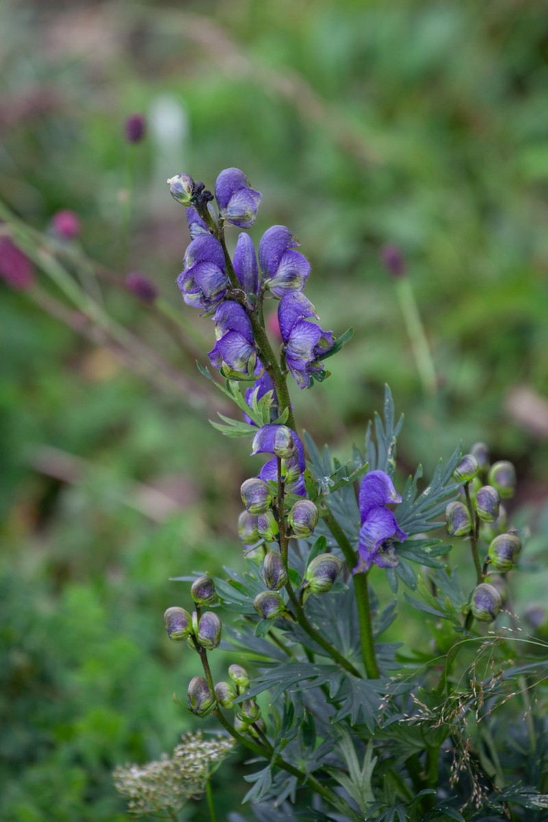 Aconitum jeholense photo 3