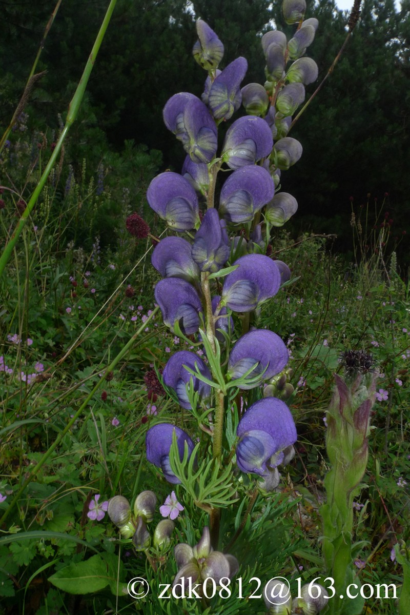 Aconitum jeholense photo 4
