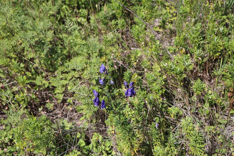 Aconitum jeholense photo 6