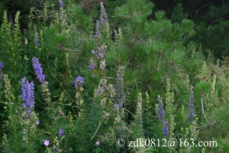 Aconitum jeholense photo 8