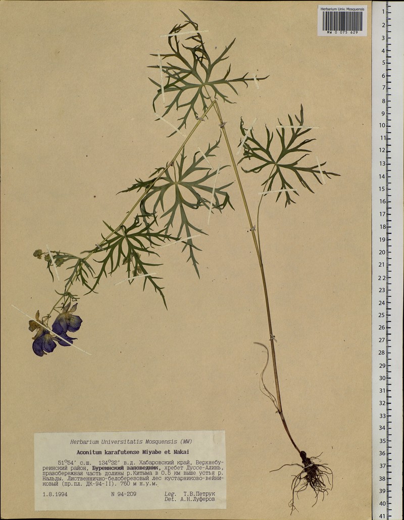 Aconitum karafutense