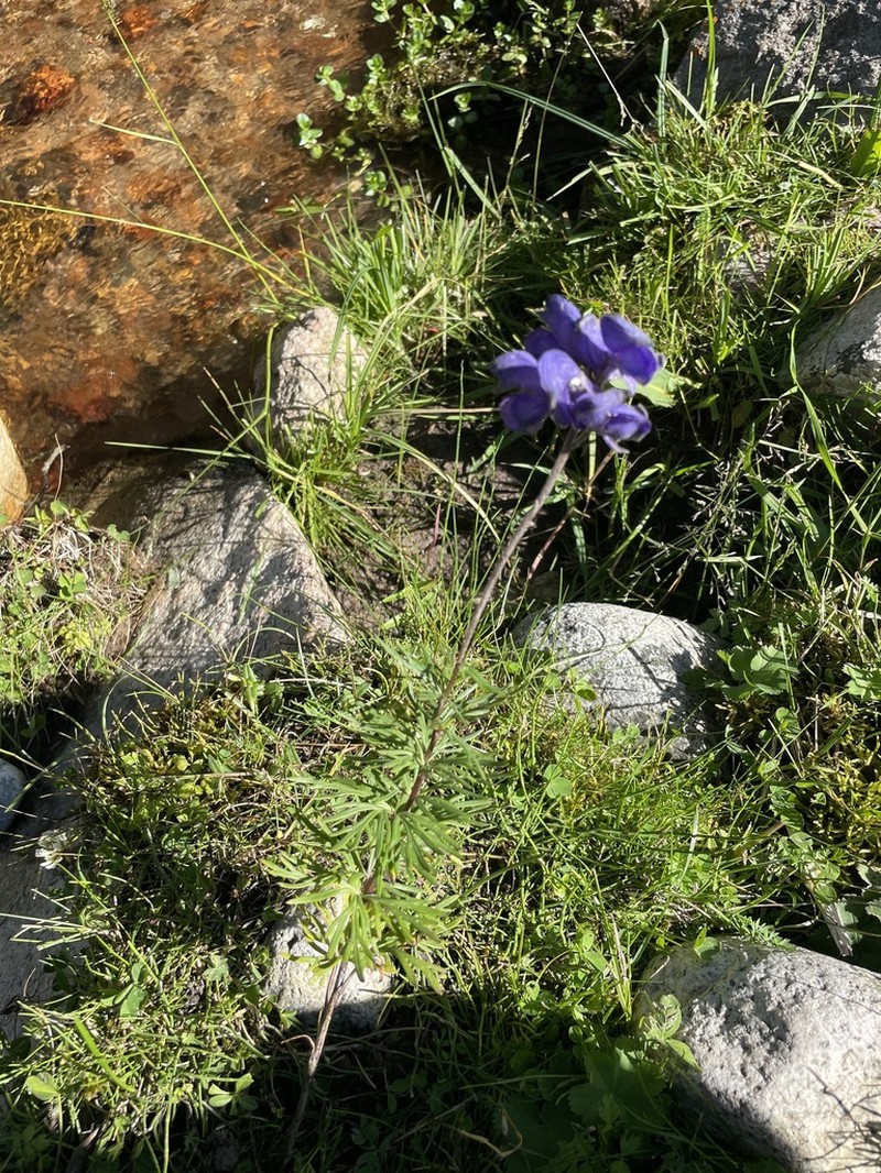 Aconitum karakolicum photo 2