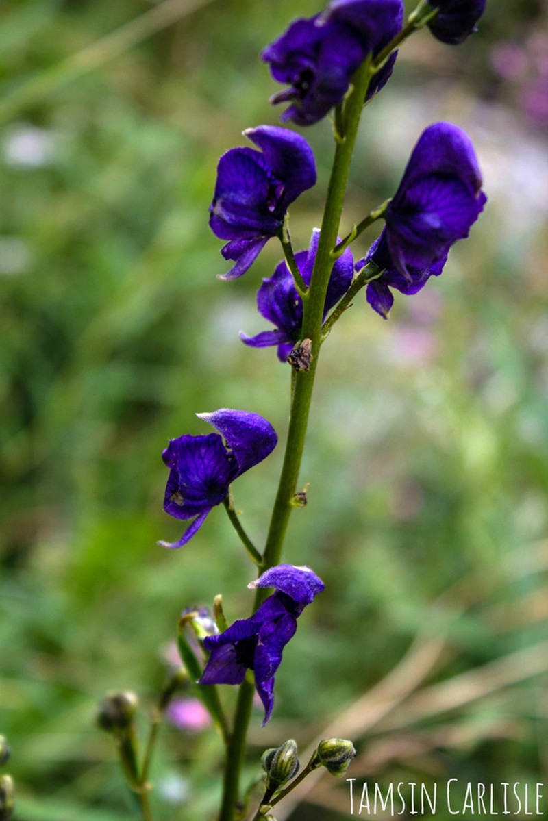 Aconitum karakolicum photo 3