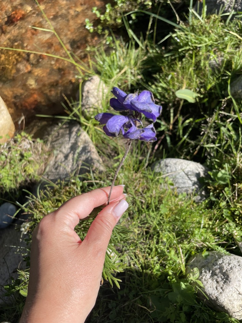 Aconitum karakolicum photo 4