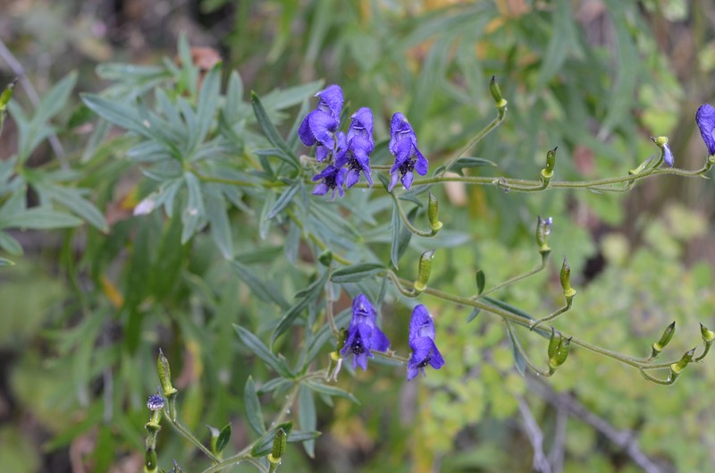 Aconitum karakolicum photo 5