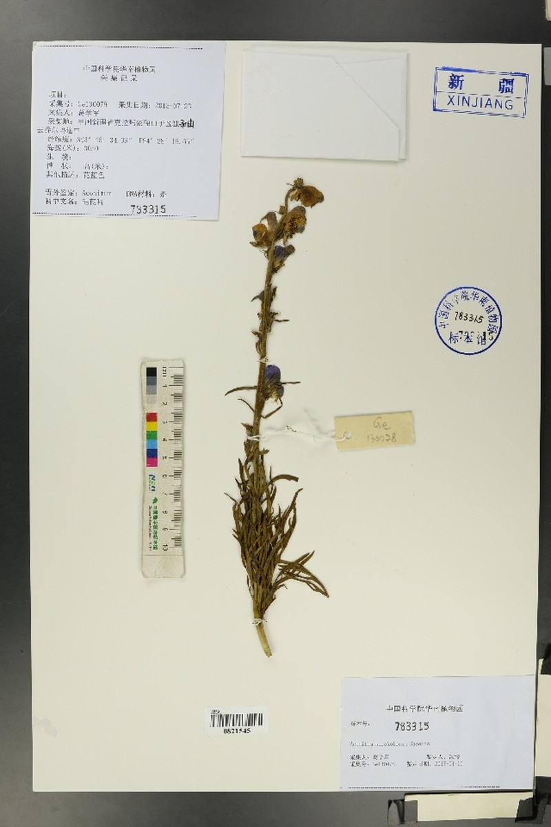 Aconitum karakolicum photo 6
