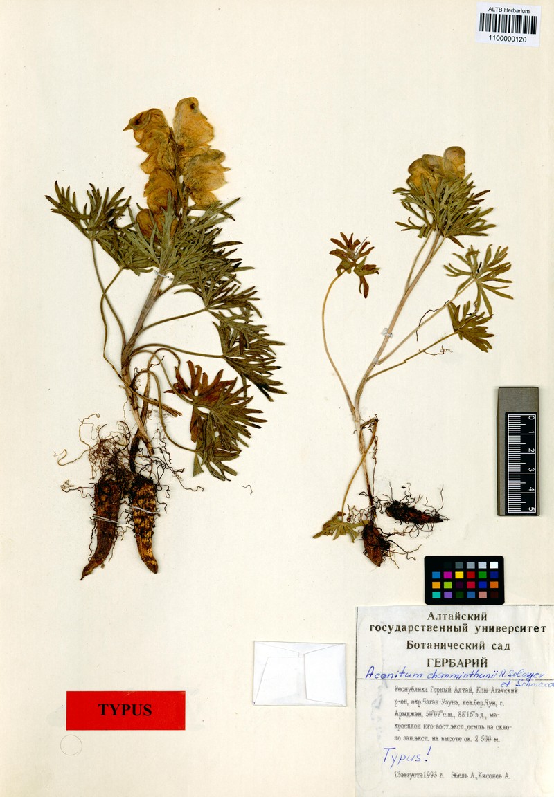 Aconitum khanminthunii