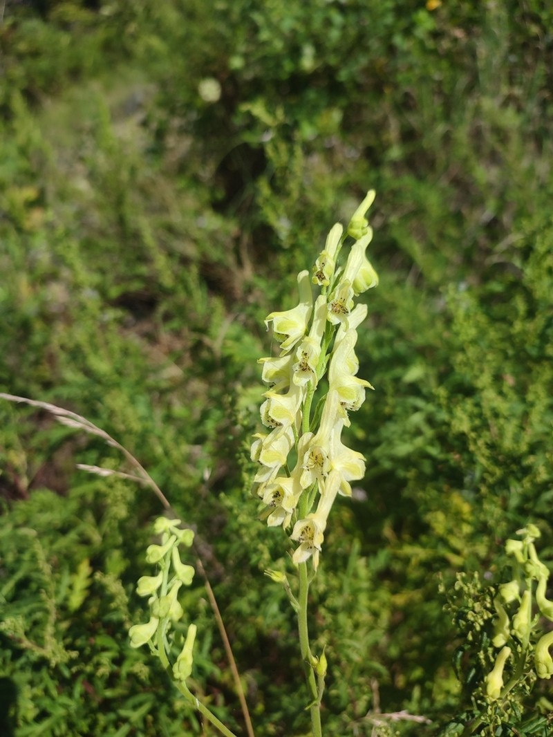 Aconitum kirinense