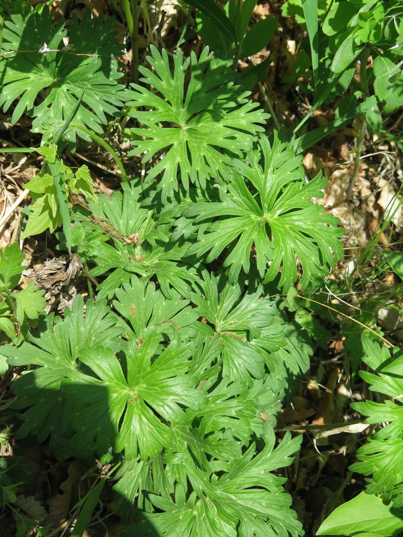 Aconitum kirinense photo 2