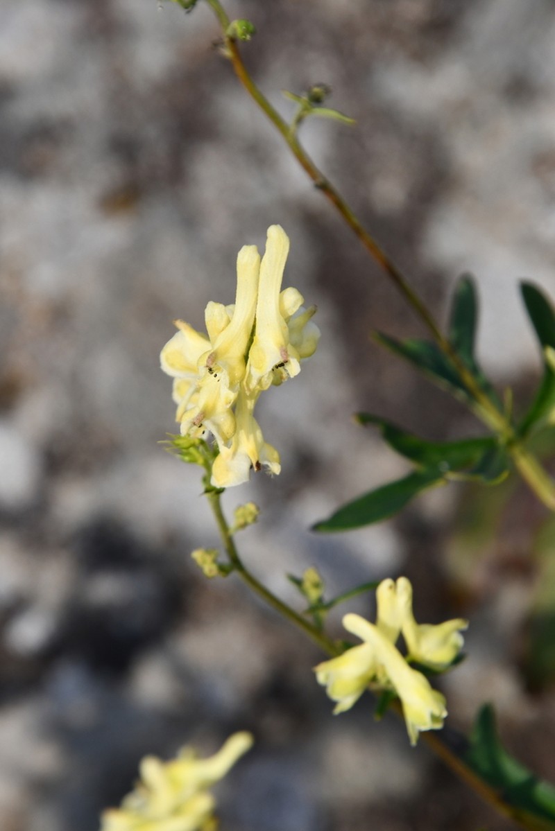 Aconitum kirinense photo 3