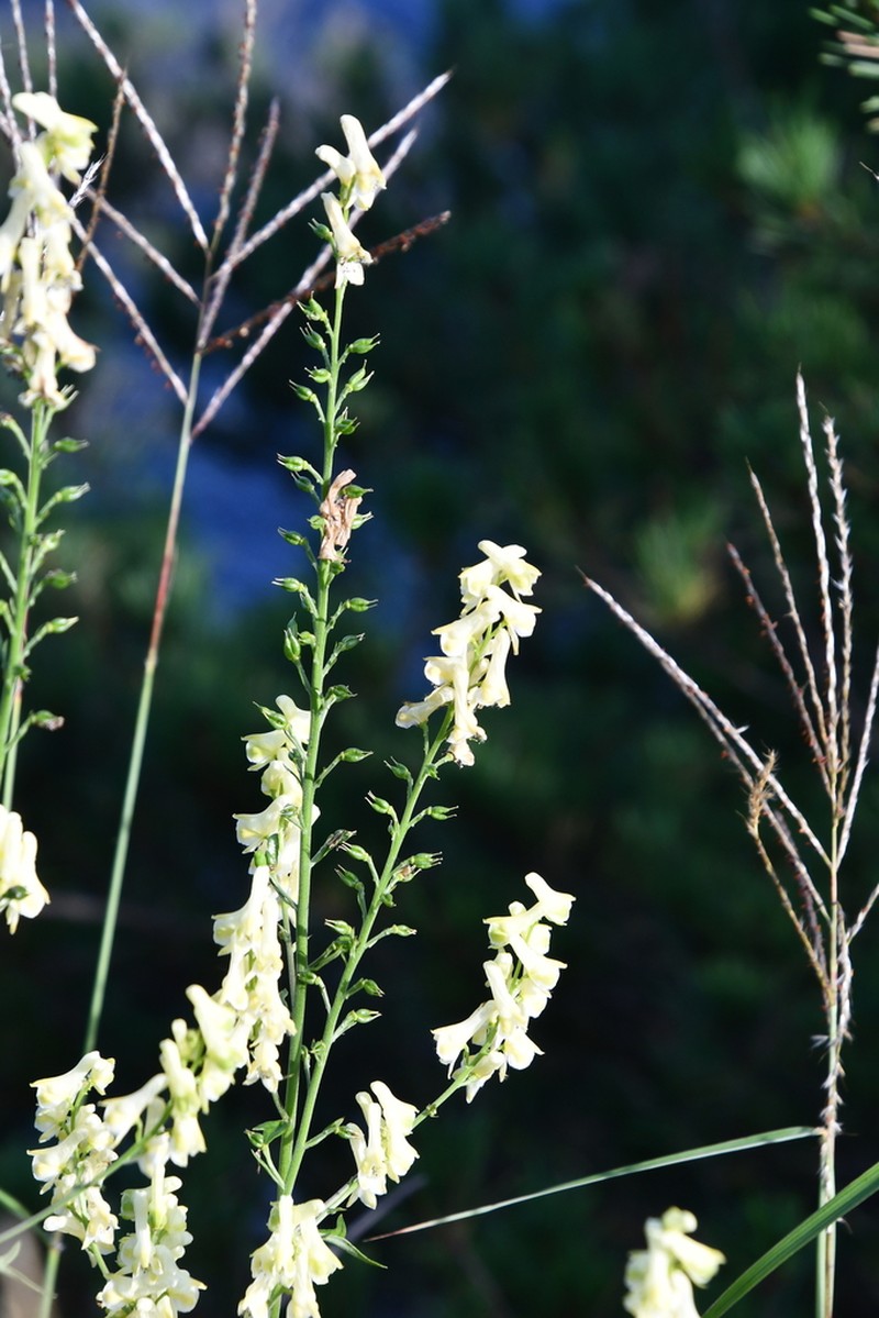 Aconitum kirinense photo 4