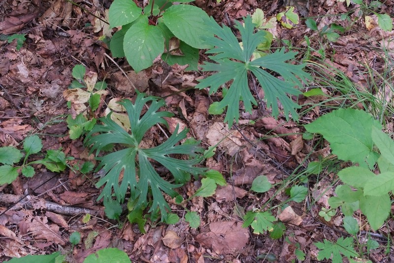 Aconitum kirinense photo 5