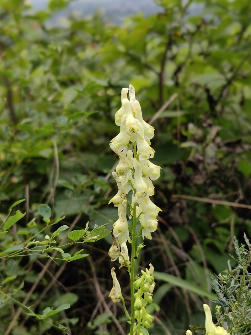 Aconitum kirinense photo 6