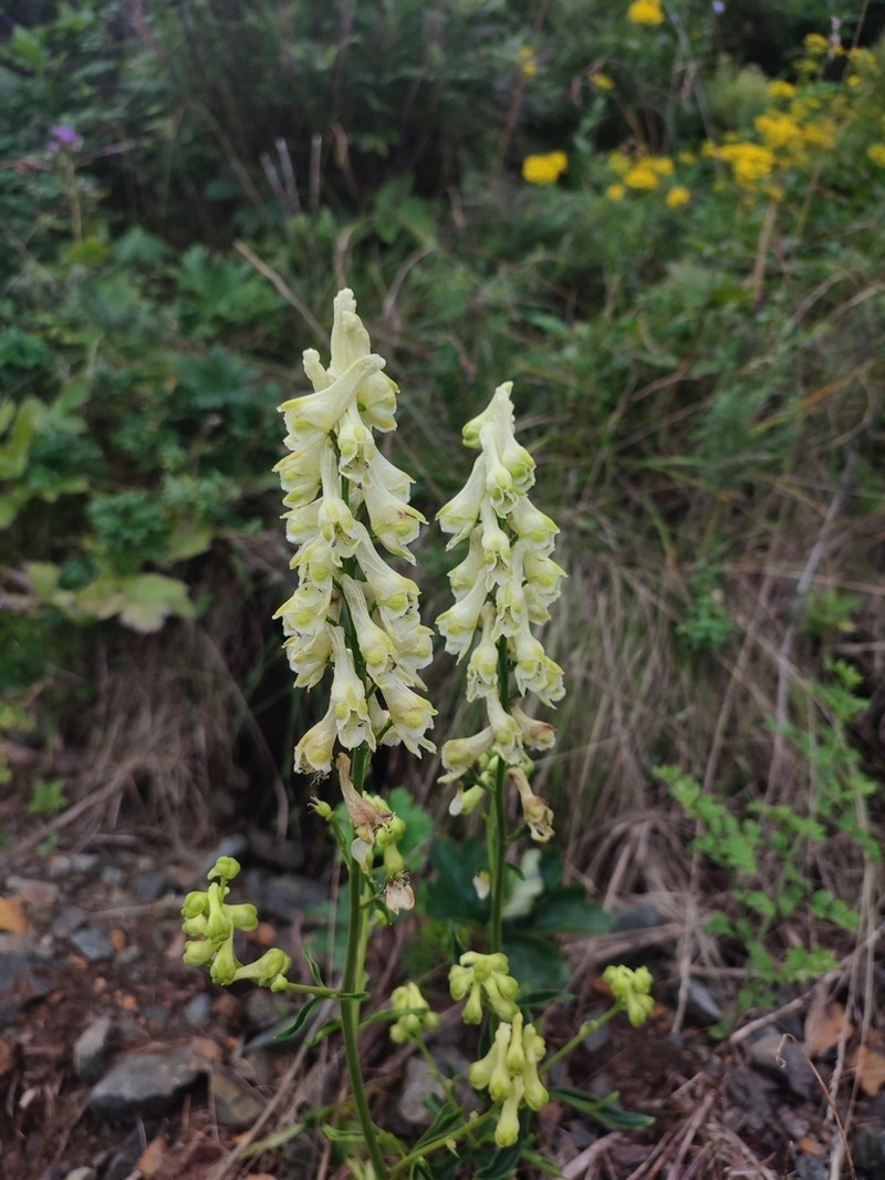 Aconitum kirinense photo 7