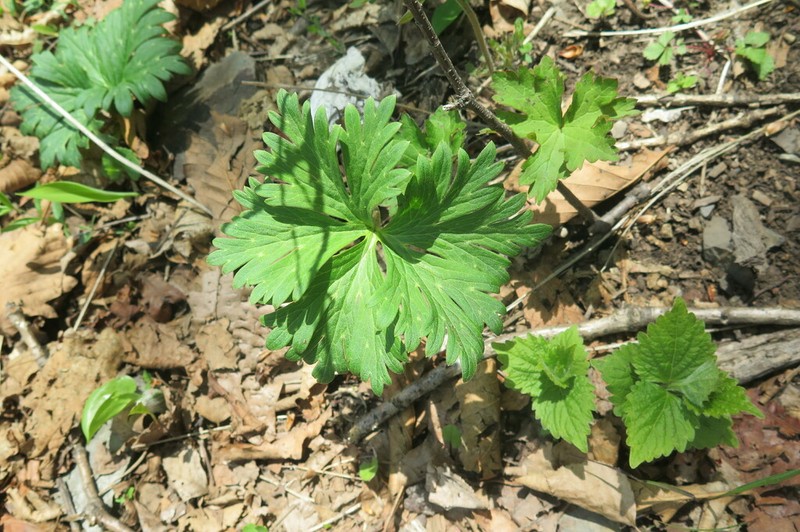 Aconitum kirinense photo 8