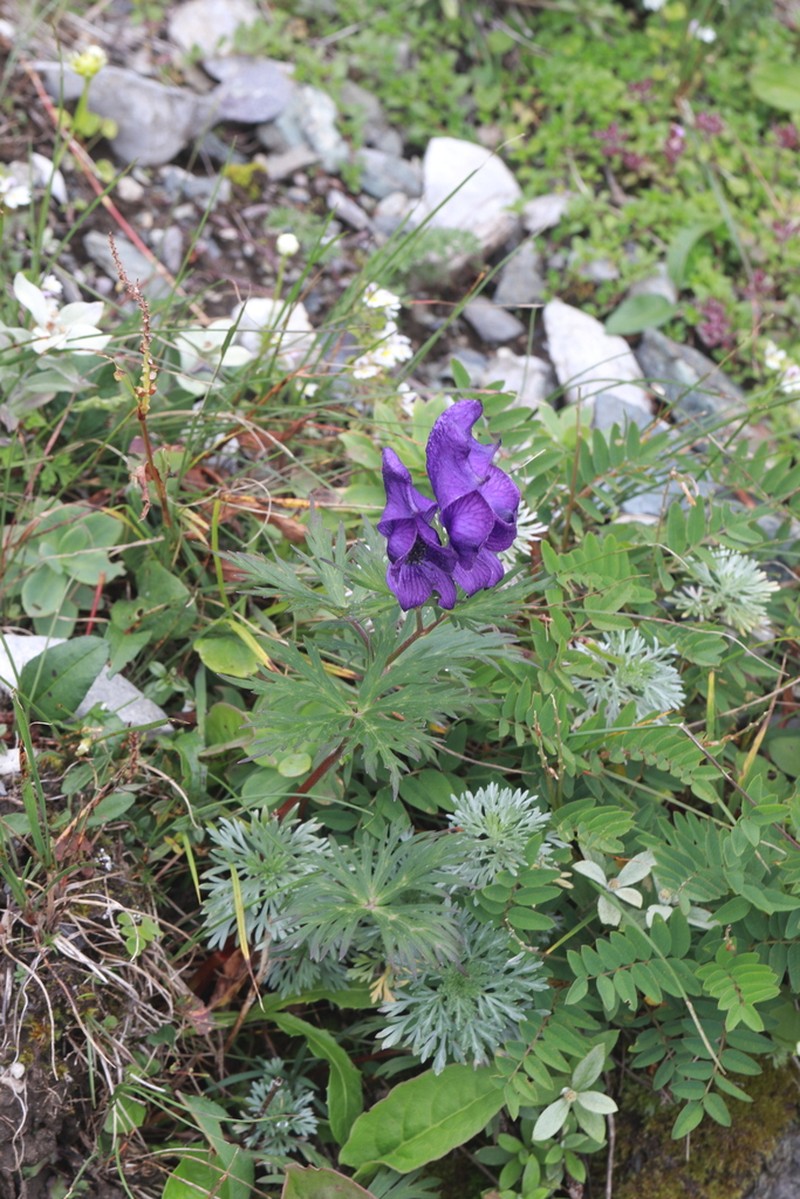 Aconitum kitadakense