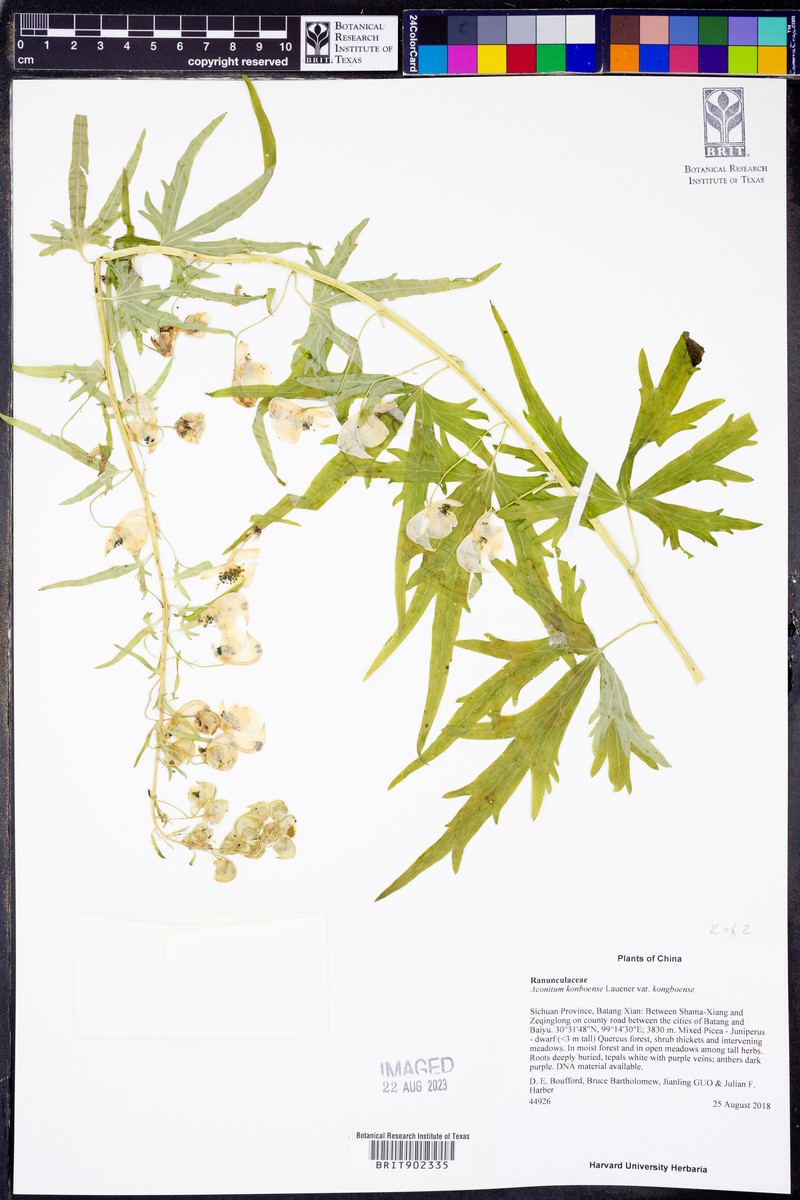 Aconitum kongboense