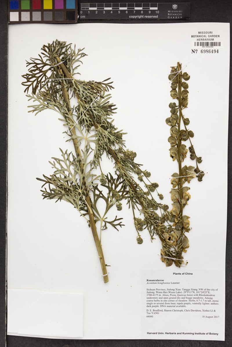Aconitum kongboense photo 3