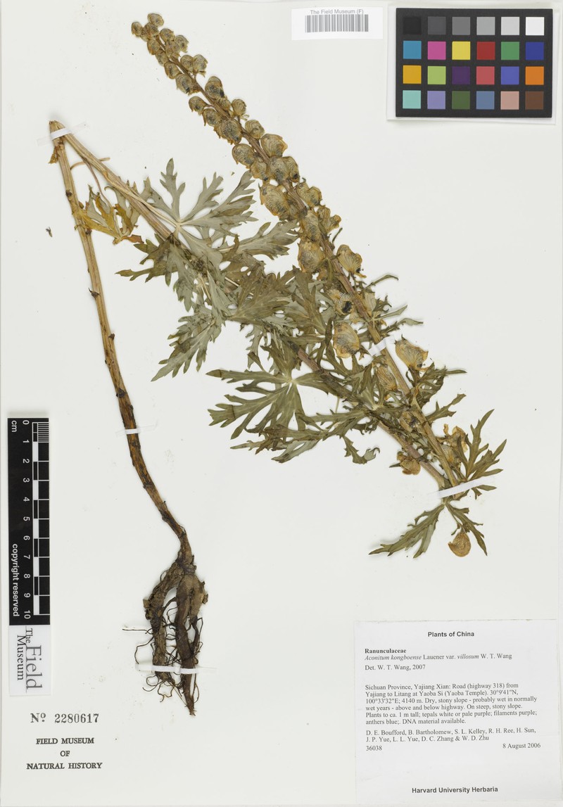 Aconitum kongboense photo 4