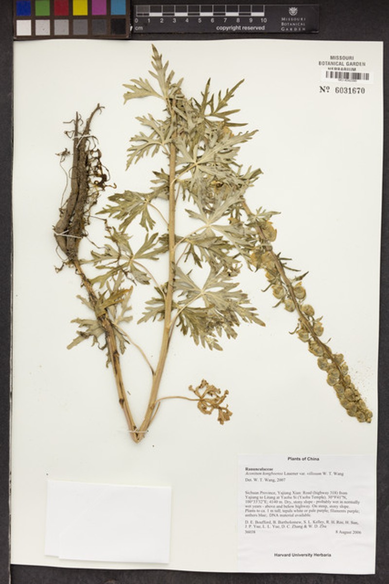 Aconitum kongboense photo 5