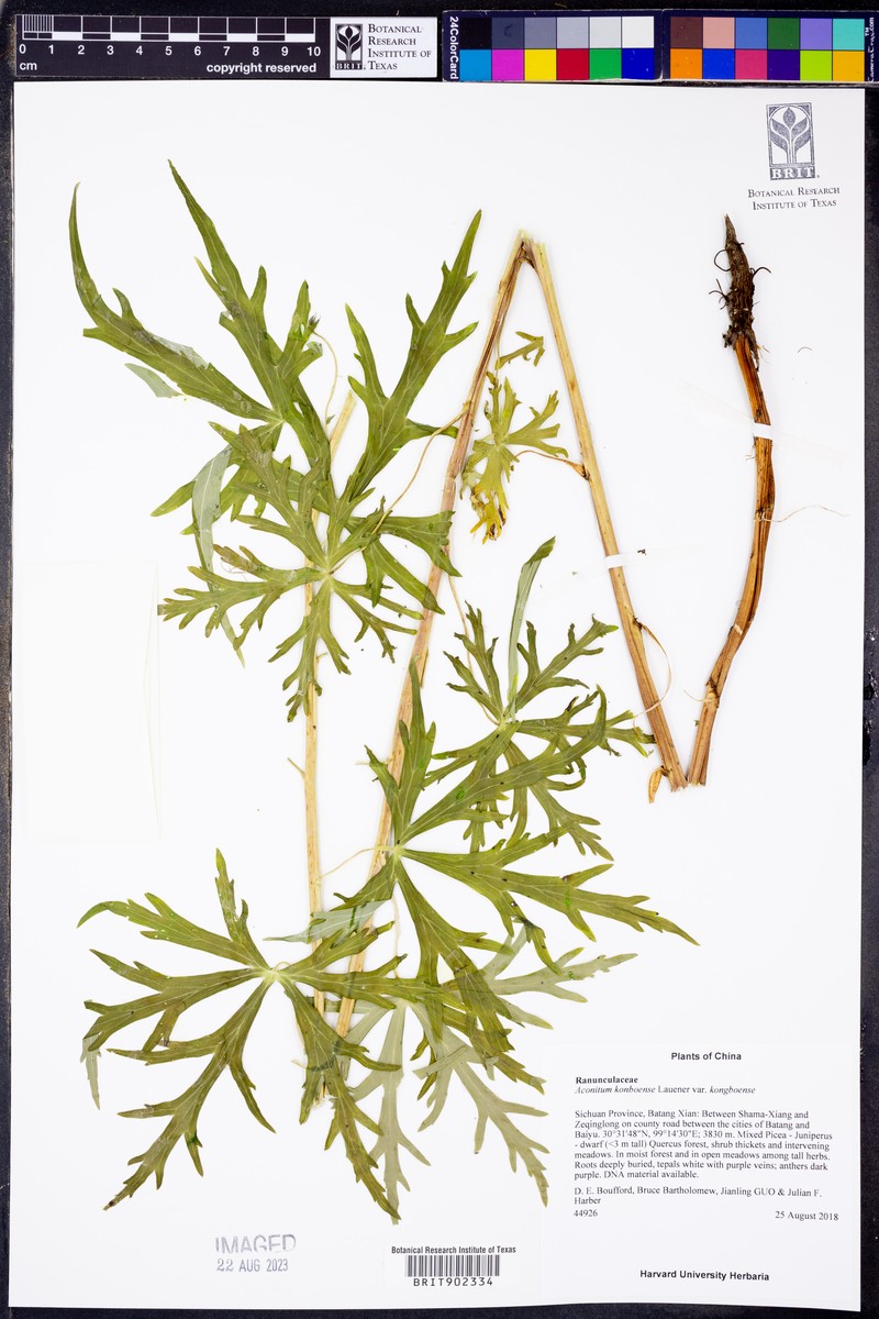 Aconitum kongboense var. kongboense photo 3