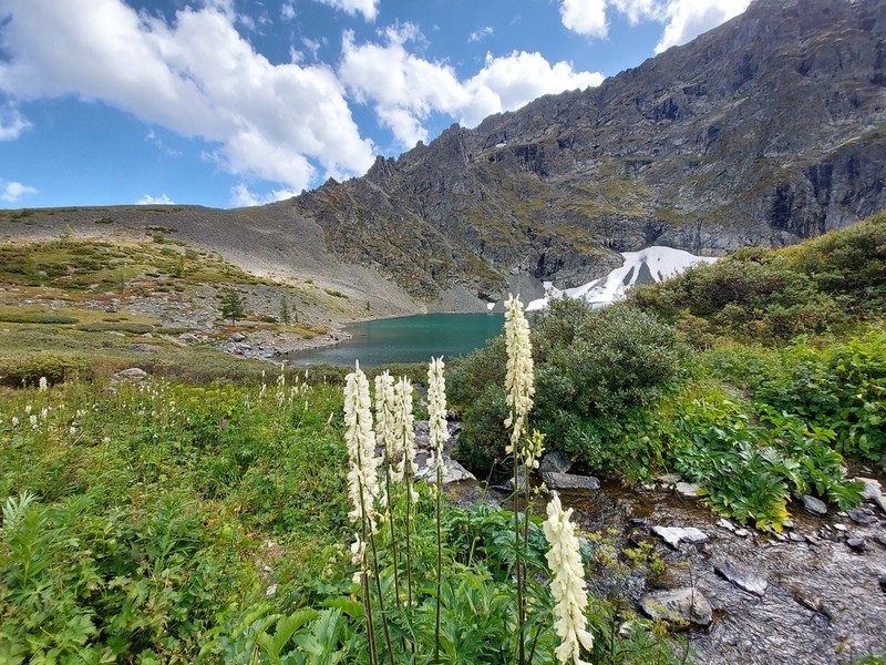 Aconitum krylovii